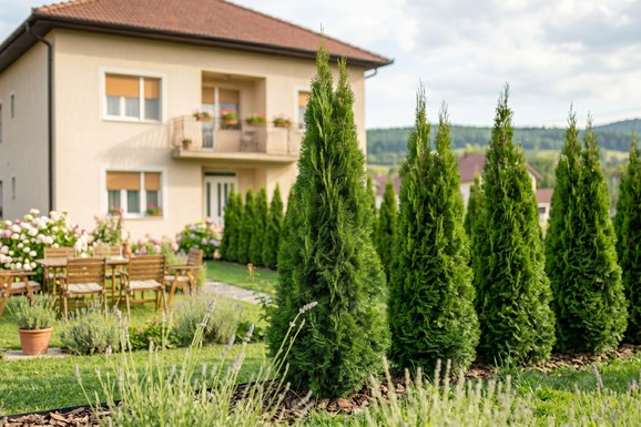 Tuje odlaze u istoriju! Ljudi masovno sade ove biljke u dvor