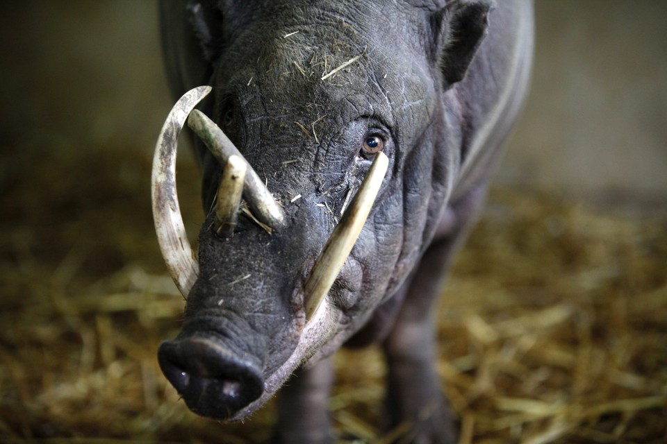 SINGAPORE FEATURE PACKAGE ZOO VETERINARIANS