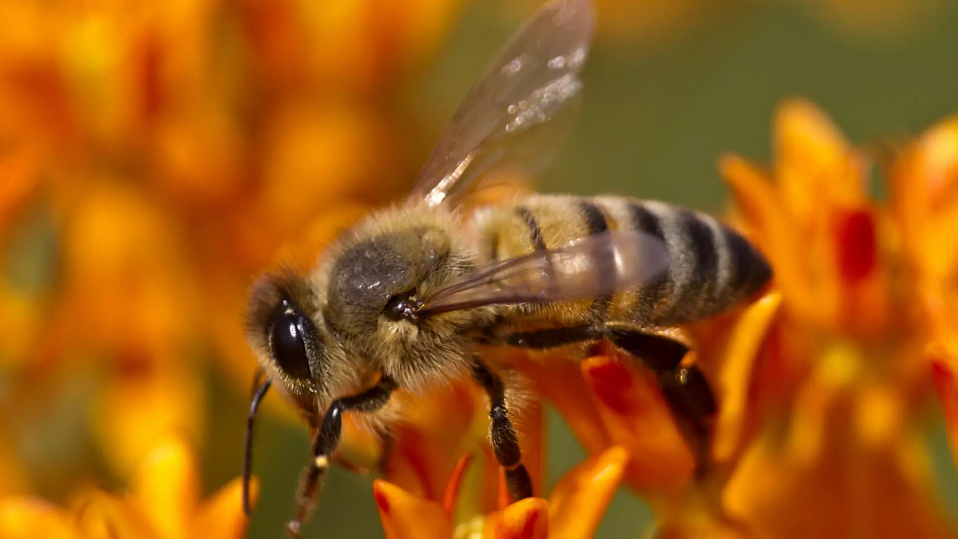 Wreszcie dobre wieści ze świata pszczół. To była dla nich (prawie) rekordowo dobra zima
