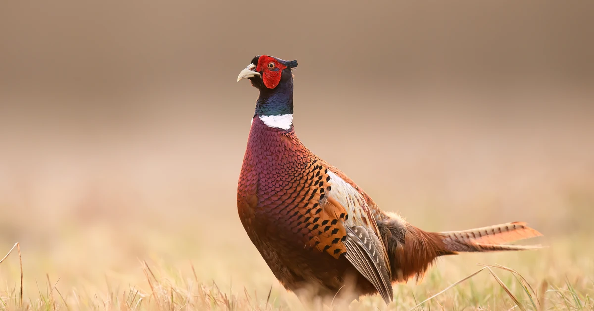 Quiz z polskich ptaków. 20/20 tylko dla orłów