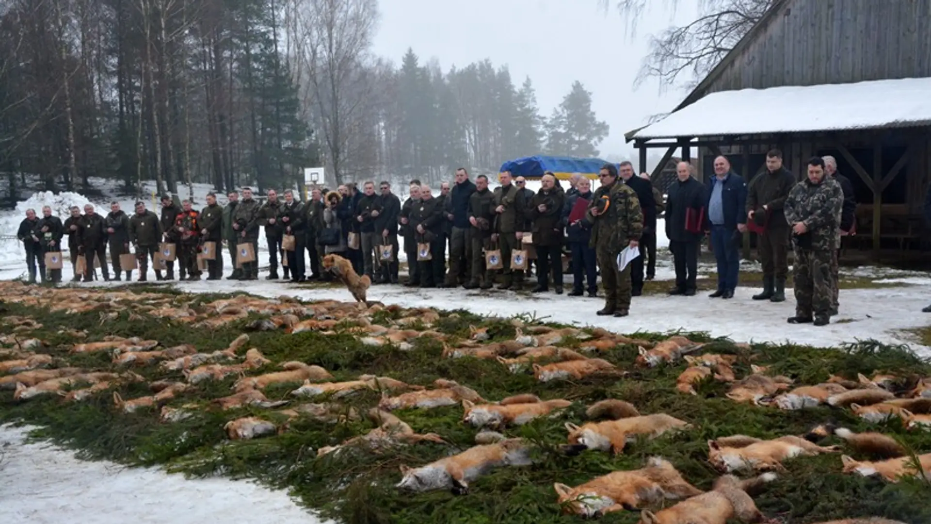 Myśliwi pozowali na tle martwych lisów, a w sieci zawrzało. "Oddaliśmy im hołd"