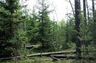 KO: Będziemy wnioskować o odrzucenie projektu noweli o lasach