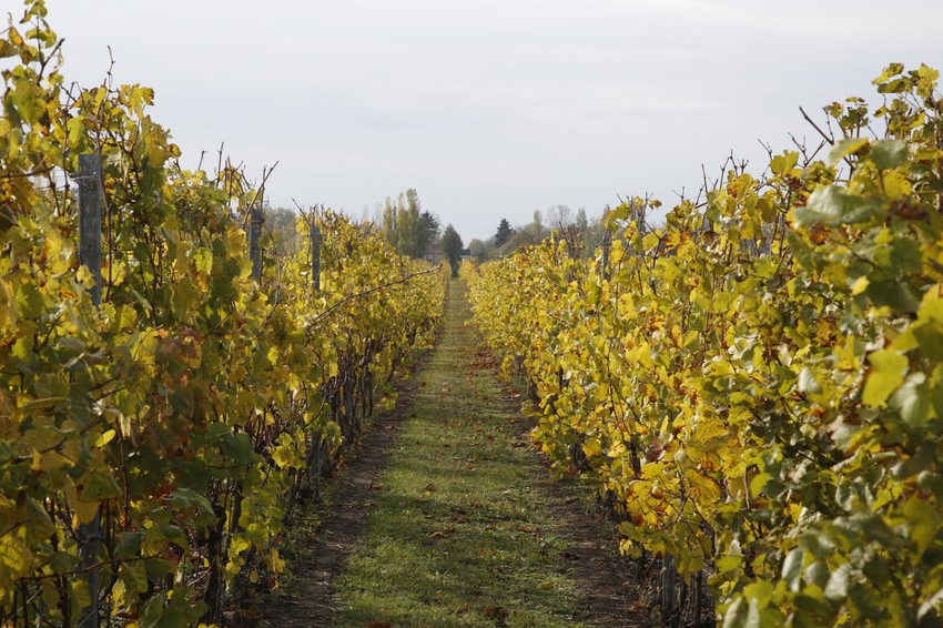 Na salašima se pije najbolje vino