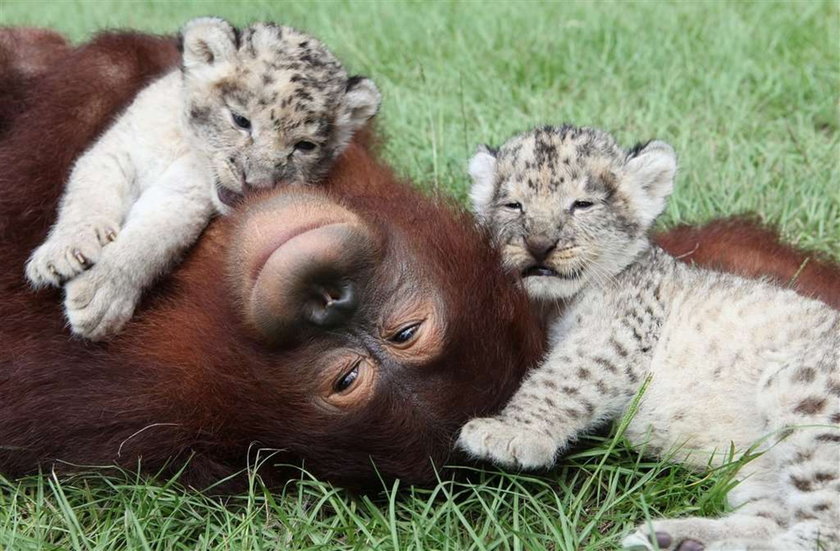 Orangutan ojcem lwiątek!