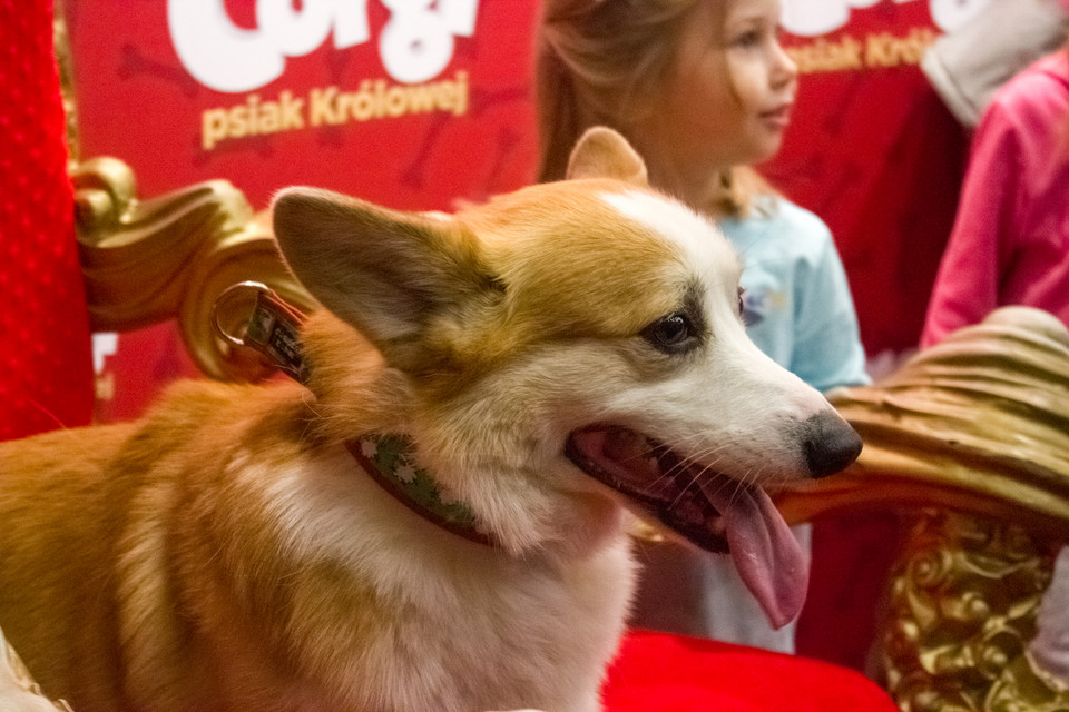 "Corgi, psiak Królowej": warszawska premiera filmu