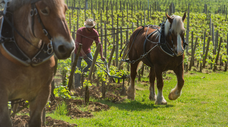 A földnek és a szőlőnek is jobb, ha lovakkal művelik, és a fenntarthatóság szempontjából is kiváló / Fotó: Shutterstock