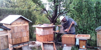 Wytruli mu 2,5 mln pszczół, a on im życzy... szczęścia!
