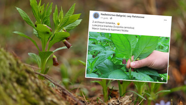 Śmierć w zdrowej przyprawie. Leśnicy pokazali, co wyrosło w lesie