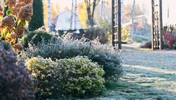 Jak wzmocnić rośliny, by same przetrwały zimę? Tego absolutnie nie rób