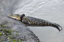 Indonezja: nie ma chętnych, by zdjąć oponę z szyi wielkiego krokodyla