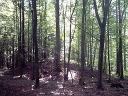 Polska do Trybunału Sprawiedliwości UE: Wstrzymanie wycinki w Puszczy Białowieskiej to szkody o wartości 3,2 mld zł