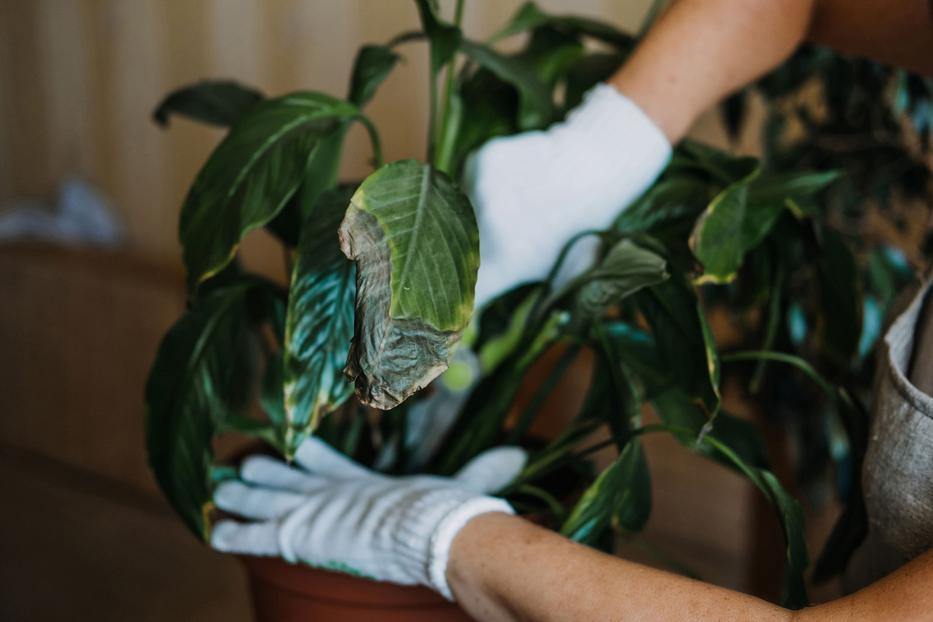 Ezt kell tenni a szobanövényekkel, ha felüti a fejét ez a gond. Fotó: Shutterstock