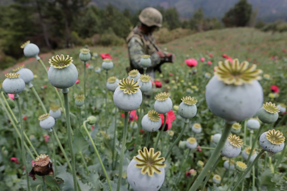 A soldier stands guard beside poppy plants before a poppy field is destroyed during a military operation in the municipality of Coyuca de Catalan in Guerrero state in southwest Mexico.