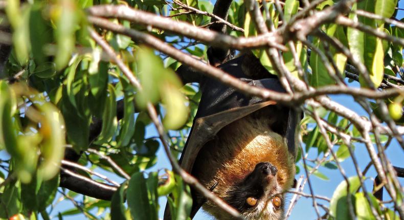 Bats Play Key Pollinating Role for Durians