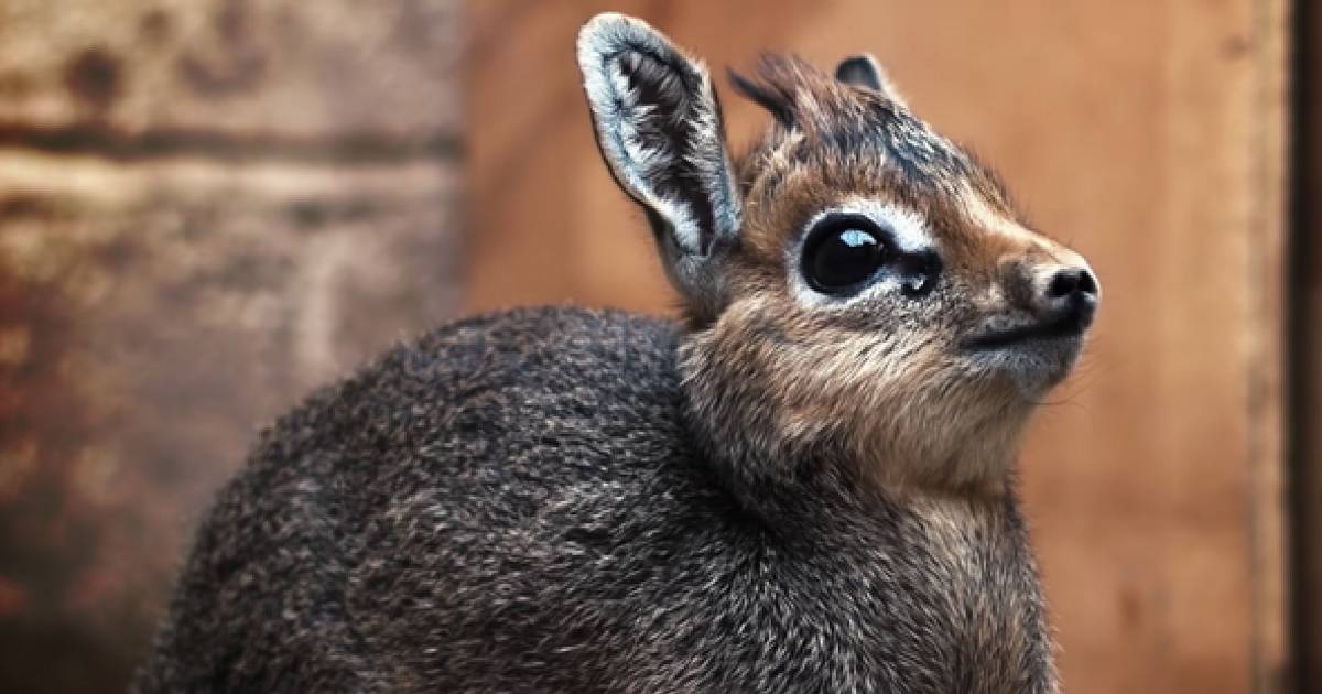 Das Dikdik ist das s  este Tier  das du diese Woche sehen 