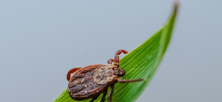 Czy mróz zabija kleszcze? W jakiej temperaturze giną te owady? Kleszcze a mróz zimą 2026