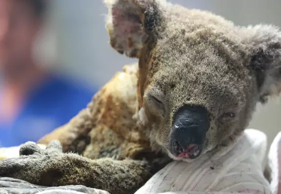Australijskie pożary mogą zabić populację koali. Eksperci mówią o "funkcjonalnym wyginięciu"