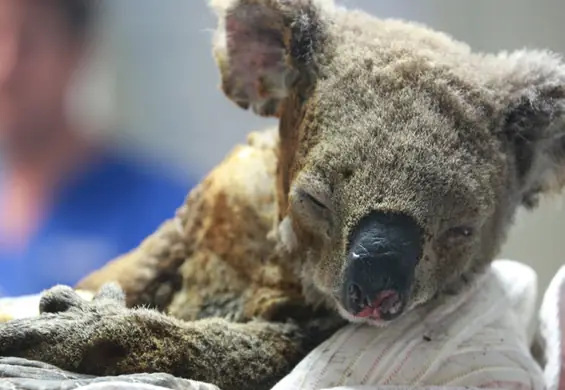 Australijskie pożary mogą zabić populację koali. Eksperci mówią o "funkcjonalnym wyginięciu"