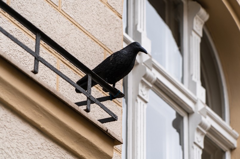 Gołąb gołębie kruk odstraszacz gołębi balkon taras A,Plastic,Raven,On,A,Berlin,Balcony.,The,Dummy,Is