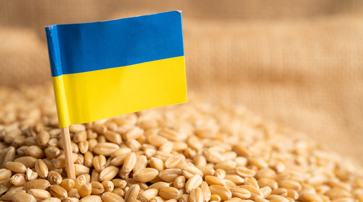 GMO-val szennyezett ukrán vetőmagot foglalt le a NÉBIH / Fotó: Shutterstock