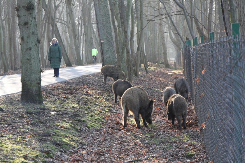 Inwazja dzików. Chowają się w mieście przed myśliwymi