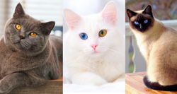Obrazkowy i trudny QUIZ. Rasy kotów. Dopasuj nazwę do zdjęcia. 15/15 tylko dla znawcy