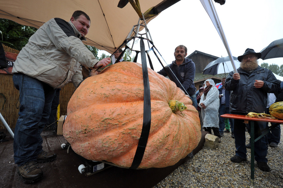 Gigantyczna dynia waży 500 kg!