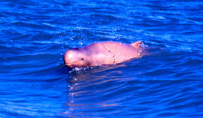 Orcaella Heinsohni - jedan od 12 novootkrivenih sisara