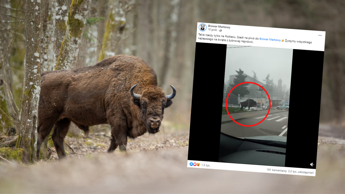 Żubr zmierzał na przejście dla pieszych, wtem nadjechała policja. "Tylko na Podlasiu"