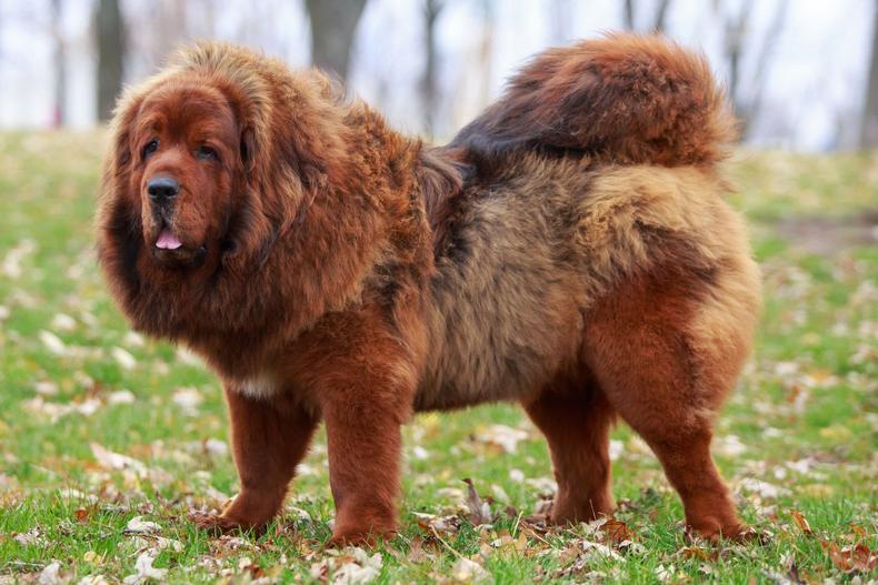 Tibetan Mastiff [TheSprucePets]