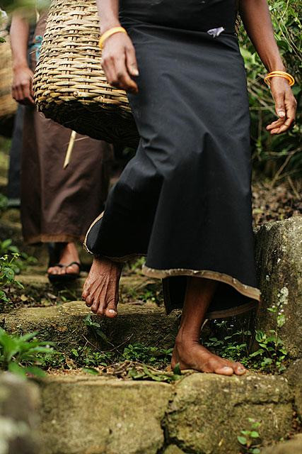 Galeria Sri Lanka - Herbacianym szlakiem, obrazek 8