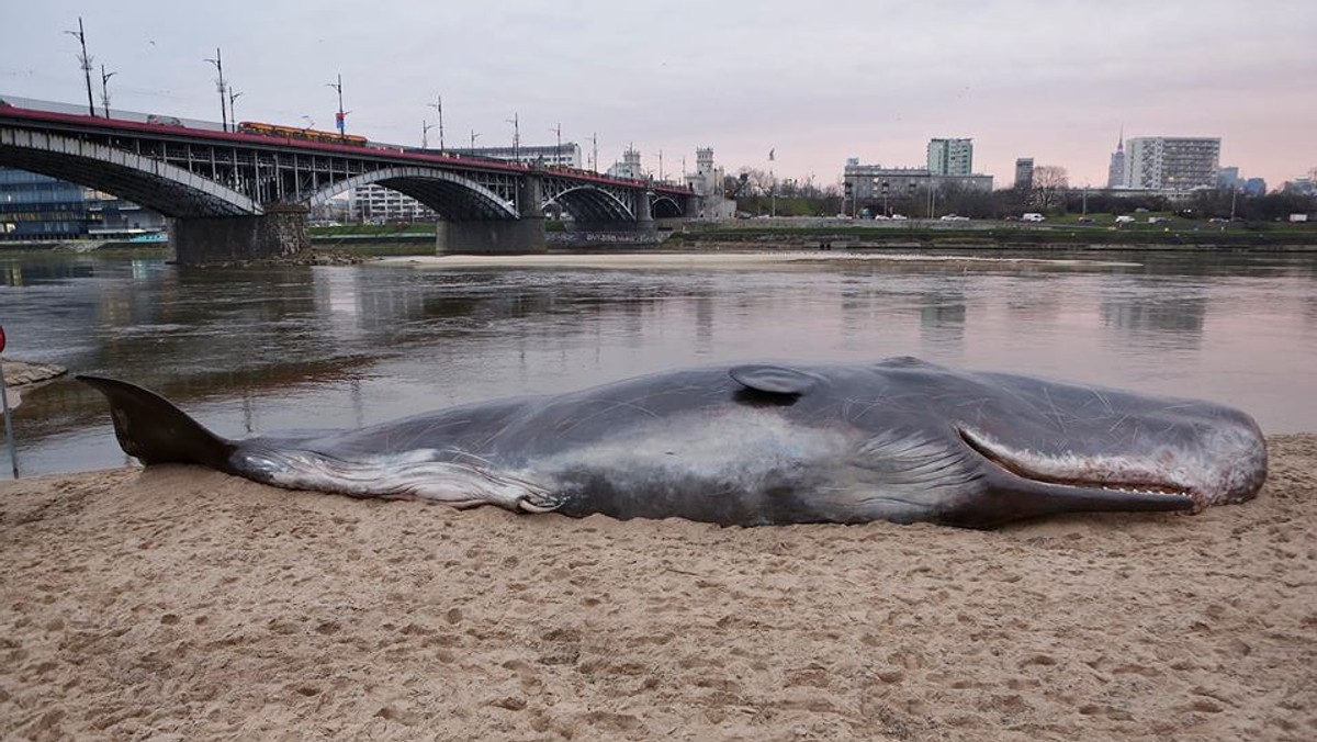 Wieloryb, Warszawa i Wisła - te słowa robią dziś sporo szumu w sieci. A wszystko za sprawą wielkiego walenia, który pojawił się na plaży. Od rana widzą go kierowcy i pasażerowie jadący mostem Poniatowskiego. Szukających sensacji uspokajamy: wieloryb jest sztuczny.