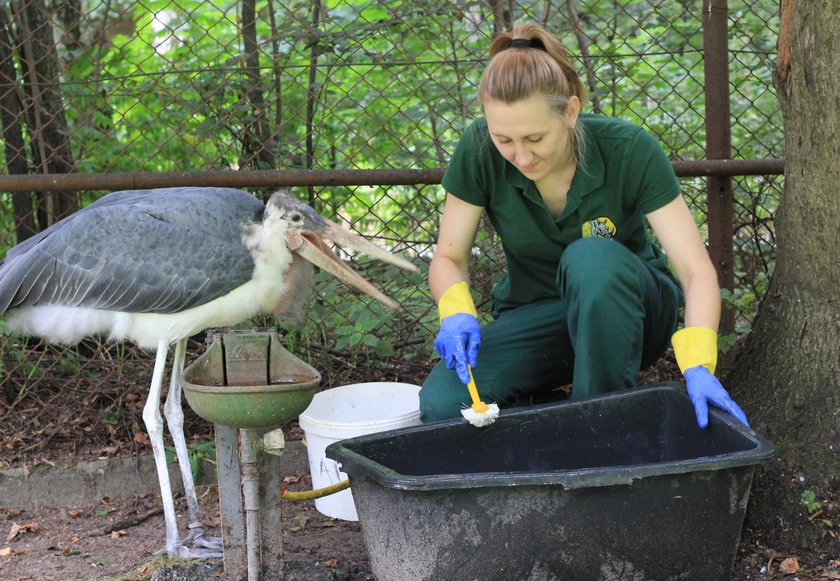 Romantyczna historia marabutów z ZOO w Poznaniu