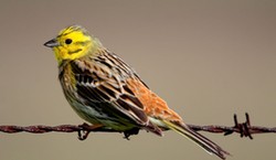 Radosny quiz z polskich ptaków. 20/20 tylko dla orłów