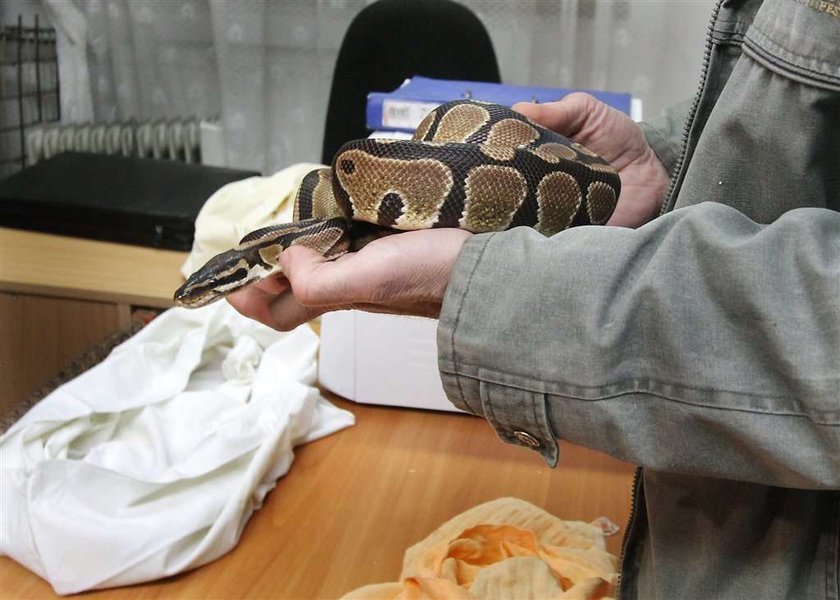 Groźny gad grasował w pociągu Gdynia-Zakopane. FOTO