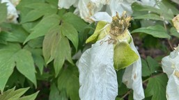 jak wygląda piwonia drzewiasta? czy obcinać kwiaty po przekwitnięciu? [zdjęcia]