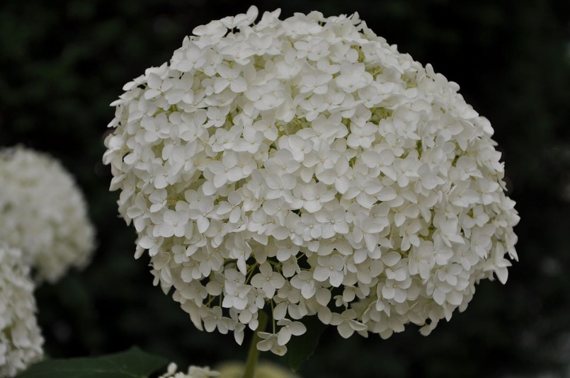 Hydrangea arborescens - hortensja krzewiasta - odmiana Annabelle - bardzo dobrze rozmnaża się ze sztobrów