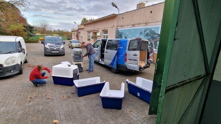 Kolejne psy z Ukrainy uratowane. Pomogło poznańskie schronisko!