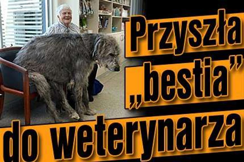 Przyszła "bestia" do weterynarza