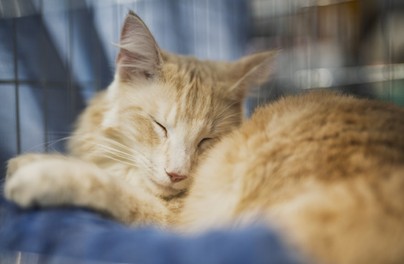 Rekordowe środki na program czipowania i kastracji zwierząt