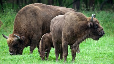 Bieszczady: w Lutowiskach pamiętają o żubrach