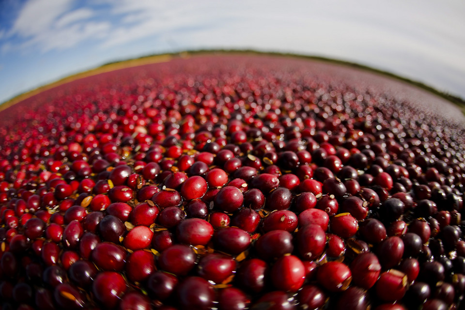 USA CRANBERRY HARVEST