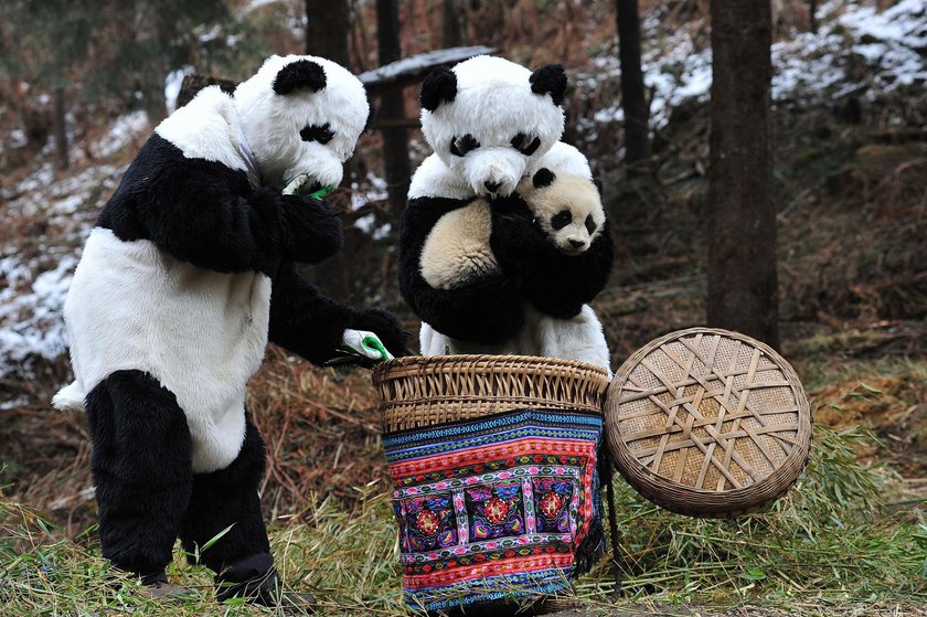 Przedszkole dla pand w Chengdu. Najsłodsze miejsce na świecie!