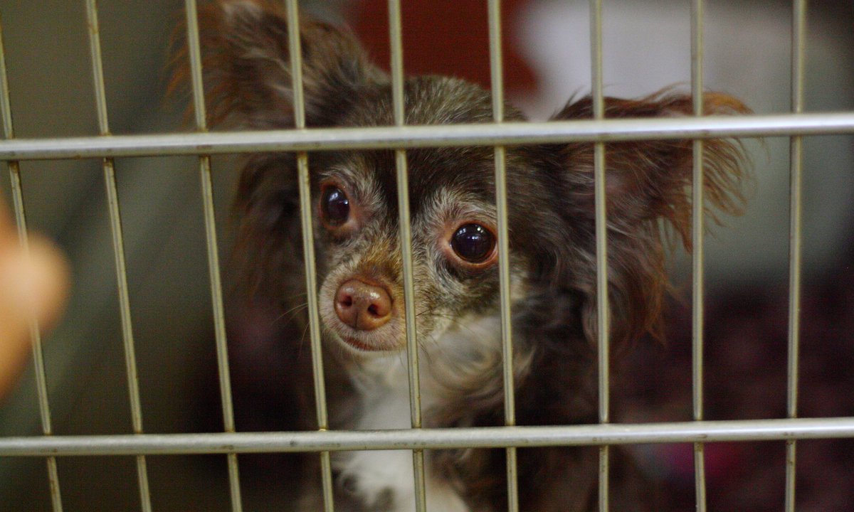 Horror za murami "dobrego domu". Więziła męża w kojcu z 60 psami