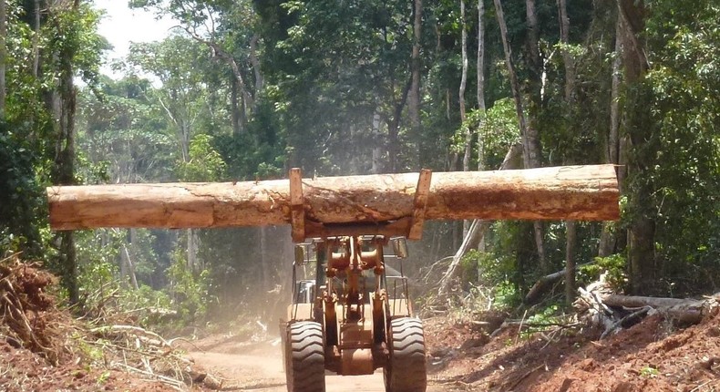 DR Congo announces plan to ban timber exports in desperate attempt to save rain forest