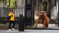 Életnagyságú orángután-szobrokkal sokkolják a londoniakat: a kihalás szélén álló faj védelmére hívják fel a figyelmet