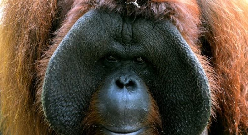 The habitat of Bornean orangutans has dwindled by over 50 percent in the past 20 years, and its population has fallen by more than 50 percent over the past 60 years, the WWF says