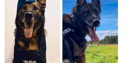 Policyjny pies Kazik przechodzi na emeryturę. Ma za sobą siedem lat służby
