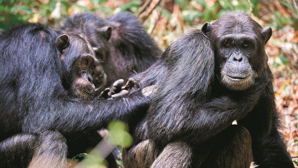 Szympansy im starsze są, tym częściej wchodzą w bliskie relacje ze zwierzętami w podobnym wieku.