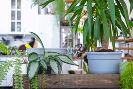 Ove prelepe sobne biljke efikasno smanjuju vlagu i buđ u kući: Čiste vazduh i prirodno su rešenje za zatvoreni prostor